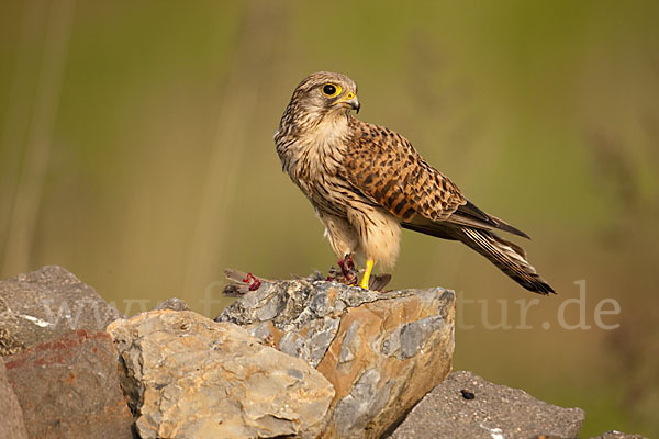 Turmfalke (Falco tinnunculus)