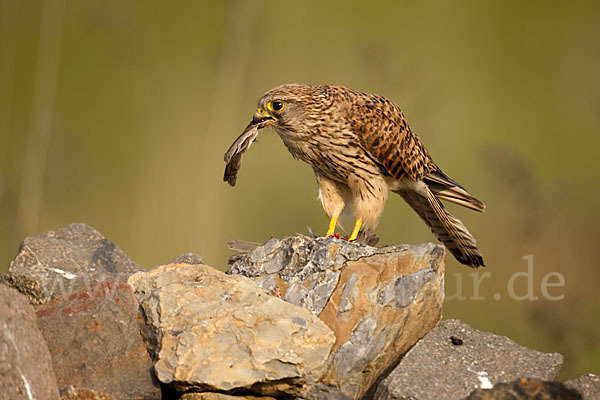 Turmfalke (Falco tinnunculus)