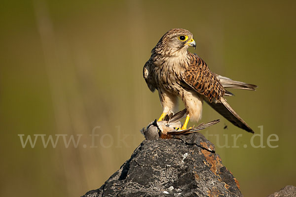 Turmfalke (Falco tinnunculus)