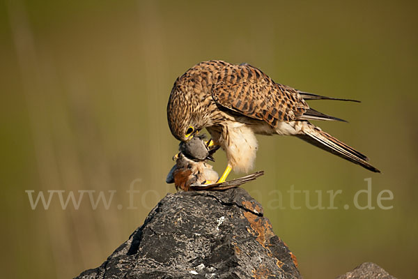 Turmfalke (Falco tinnunculus)