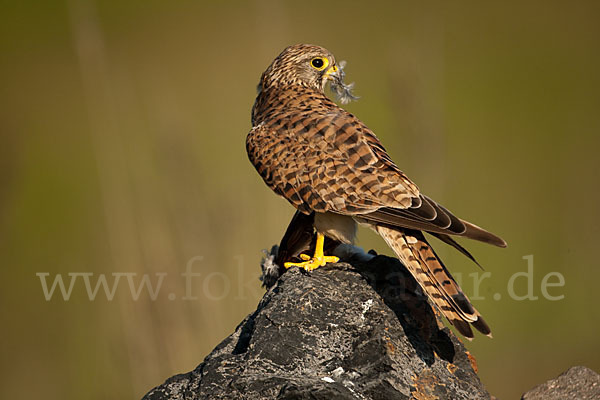 Turmfalke (Falco tinnunculus)