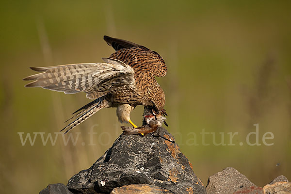 Turmfalke (Falco tinnunculus)