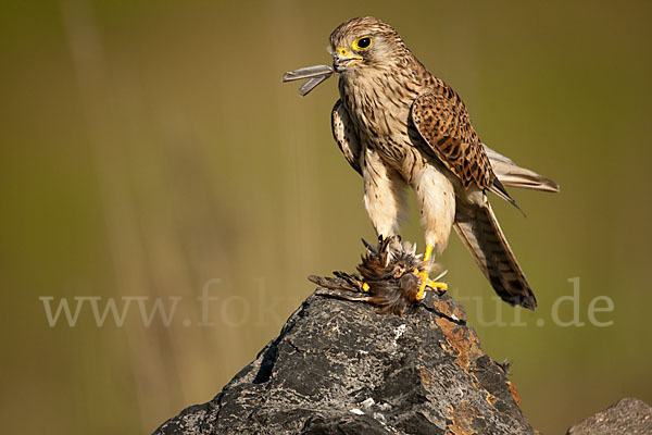 Turmfalke (Falco tinnunculus)