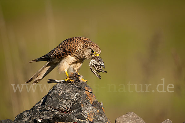 Turmfalke (Falco tinnunculus)