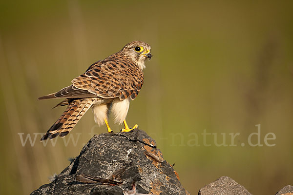 Turmfalke (Falco tinnunculus)