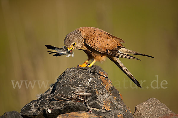 Turmfalke (Falco tinnunculus)