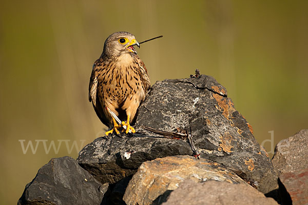 Turmfalke (Falco tinnunculus)