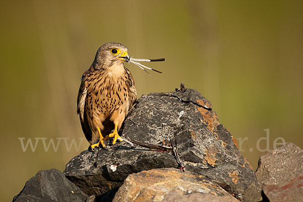 Turmfalke (Falco tinnunculus)