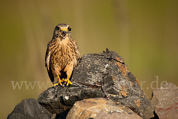 Turmfalke (Falco tinnunculus)