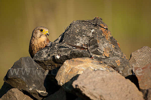 Turmfalke (Falco tinnunculus)