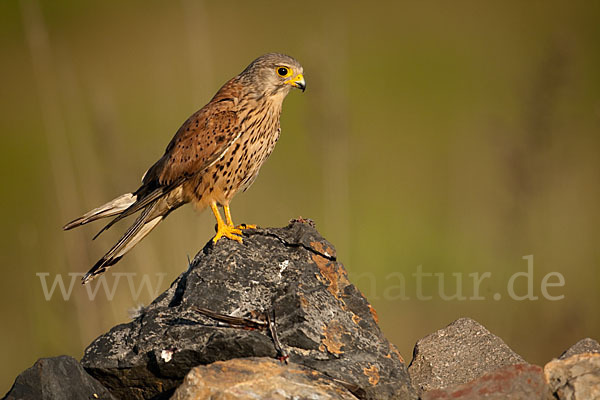 Turmfalke (Falco tinnunculus)