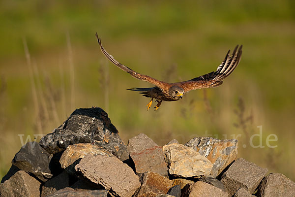 Turmfalke (Falco tinnunculus)