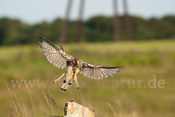 Turmfalke (Falco tinnunculus)