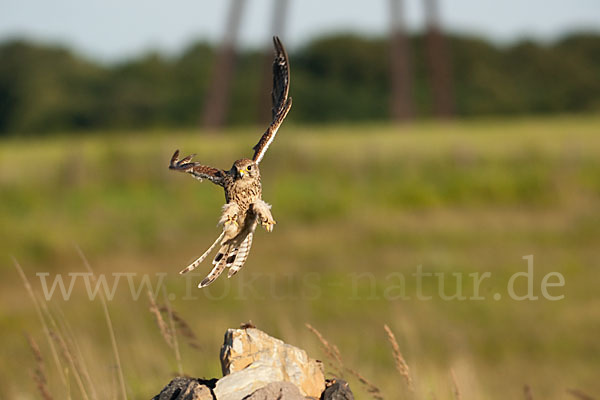 Turmfalke (Falco tinnunculus)