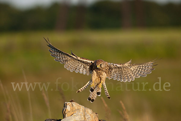 Turmfalke (Falco tinnunculus)