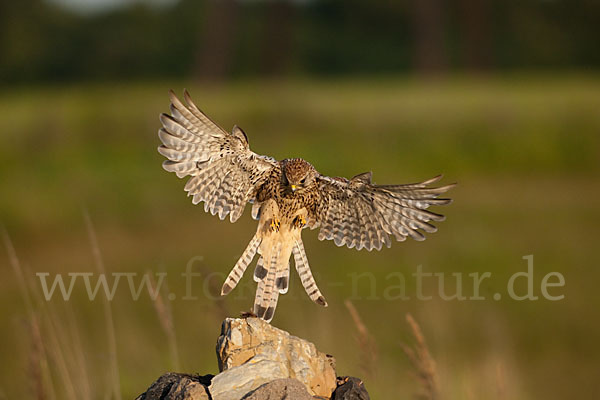 Turmfalke (Falco tinnunculus)