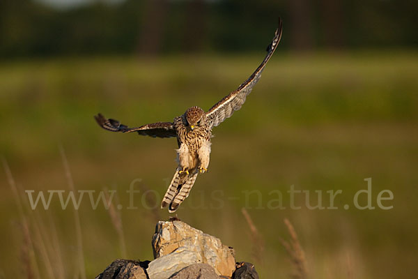 Turmfalke (Falco tinnunculus)