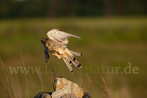 Turmfalke (Falco tinnunculus)