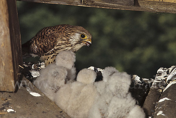 Turmfalke (Falco tinnunculus)