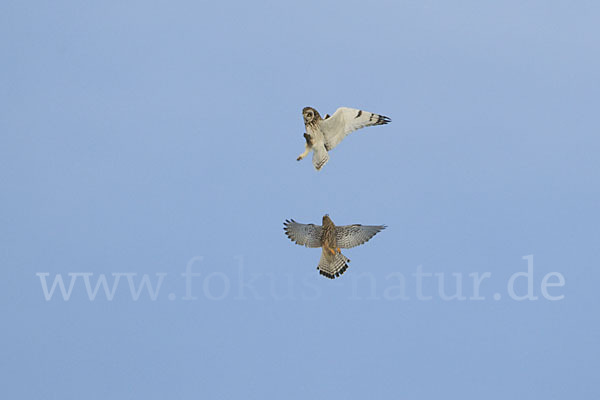 Turmfalke (Falco tinnunculus)