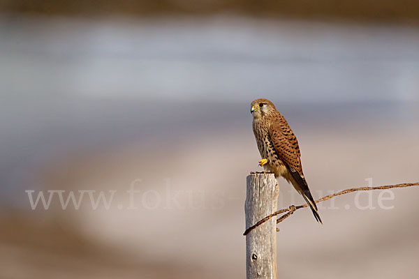 Turmfalke (Falco tinnunculus)