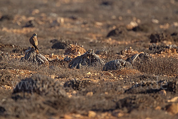 Turmfalke (Falco tinnunculus)