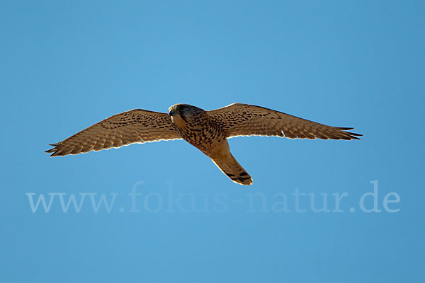 Turmfalke (Falco tinnunculus)