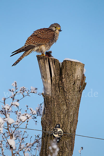 Turmfalke (Falco tinnunculus)