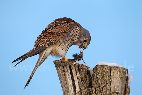 Turmfalke (Falco tinnunculus)