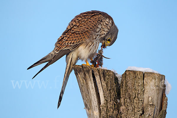 Turmfalke (Falco tinnunculus)