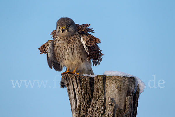 Turmfalke (Falco tinnunculus)