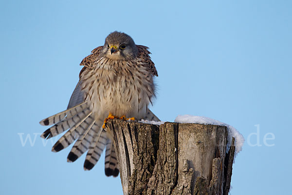 Turmfalke (Falco tinnunculus)