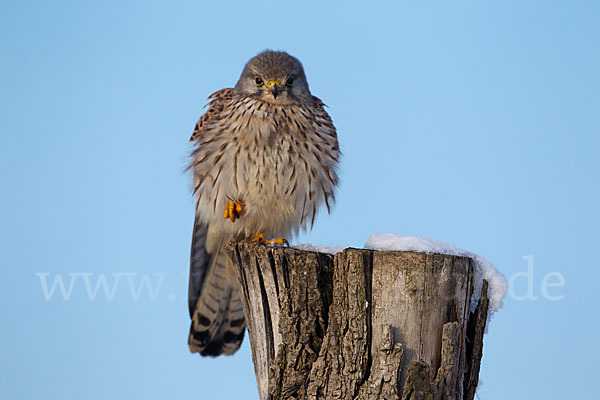 Turmfalke (Falco tinnunculus)