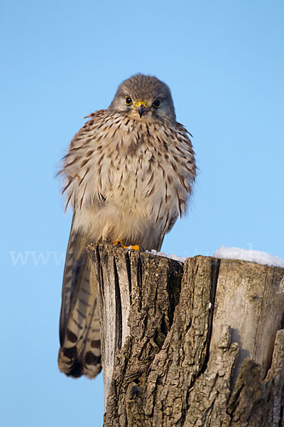 Turmfalke (Falco tinnunculus)