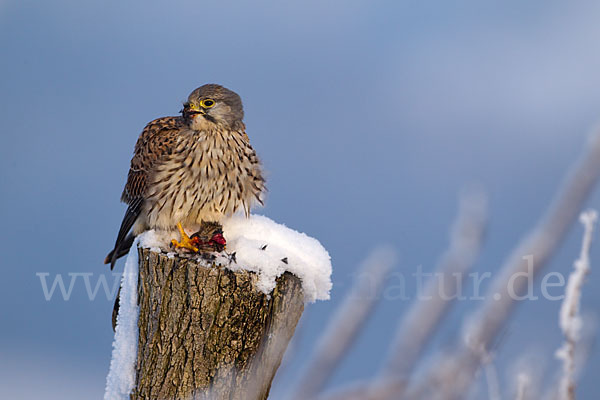 Turmfalke (Falco tinnunculus)