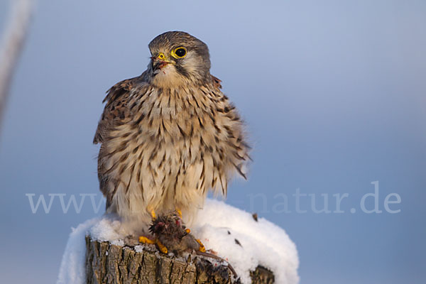 Turmfalke (Falco tinnunculus)