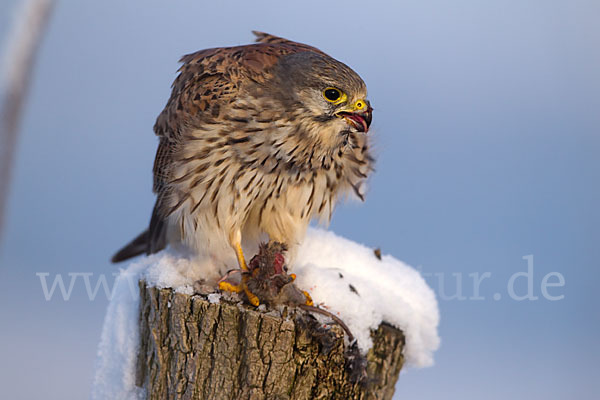 Turmfalke (Falco tinnunculus)