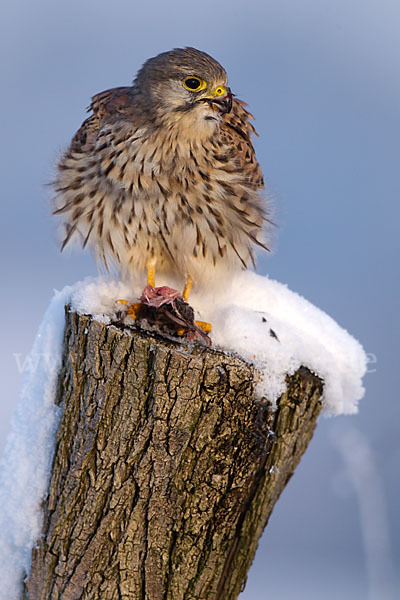 Turmfalke (Falco tinnunculus)