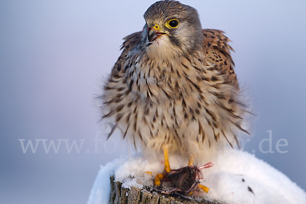 Turmfalke (Falco tinnunculus)