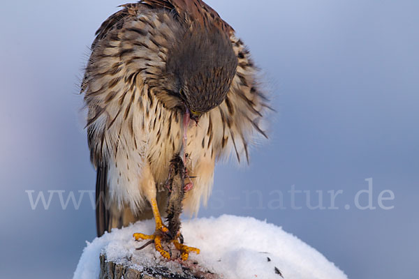 Turmfalke (Falco tinnunculus)