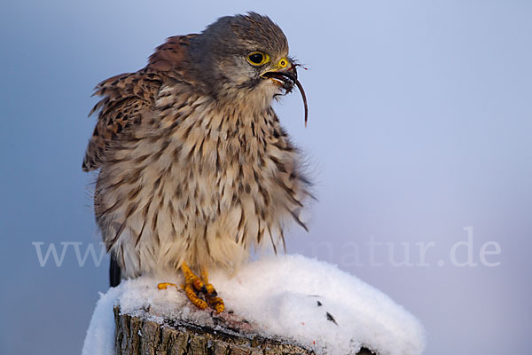 Turmfalke (Falco tinnunculus)