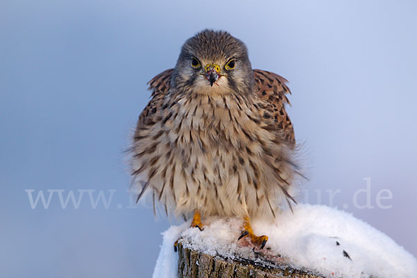 Turmfalke (Falco tinnunculus)