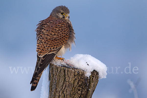 Turmfalke (Falco tinnunculus)