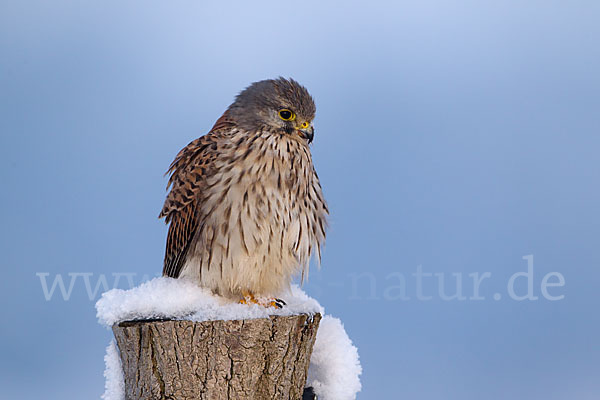 Turmfalke (Falco tinnunculus)