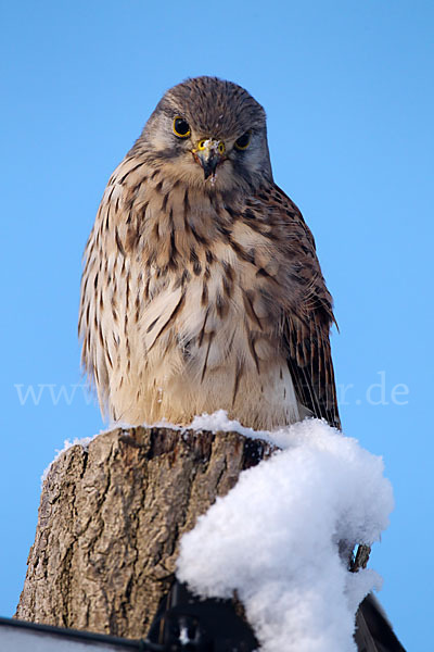 Turmfalke (Falco tinnunculus)