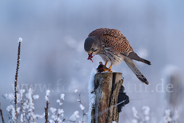 Turmfalke (Falco tinnunculus)