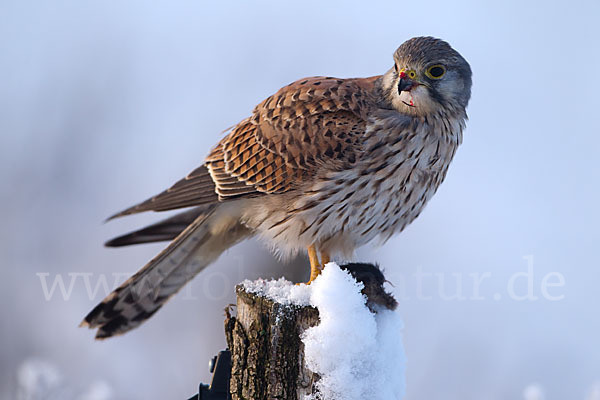 Turmfalke (Falco tinnunculus)