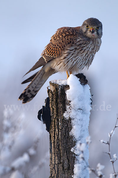 Turmfalke (Falco tinnunculus)