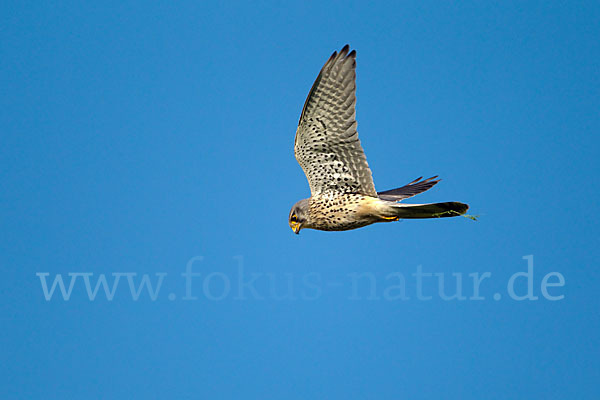 Turmfalke (Falco tinnunculus)