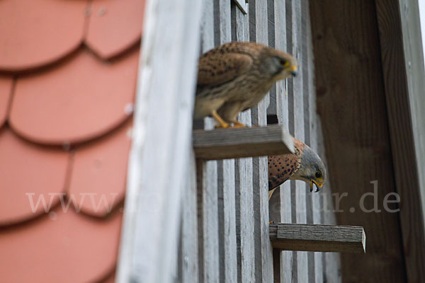 Turmfalke (Falco tinnunculus)